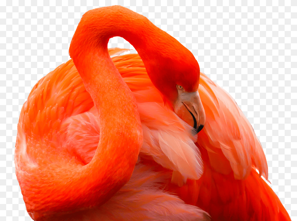 Animal Bird, Flamingo, Beak Free Transparent Png