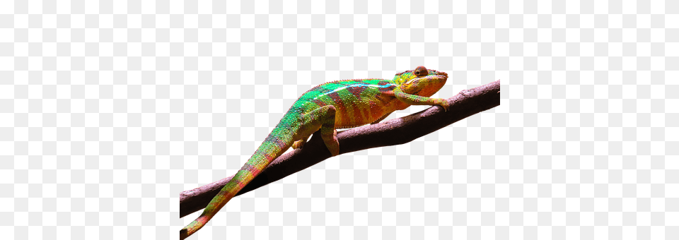Animal Lizard, Reptile, Iguana, Green Lizard Png Image