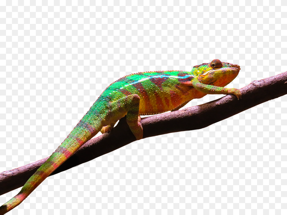 Animal Lizard, Reptile, Gecko, Iguana Free Png Download