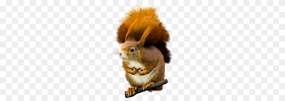 Animal Mammal, Rodent, Rat, Squirrel Free Png Download