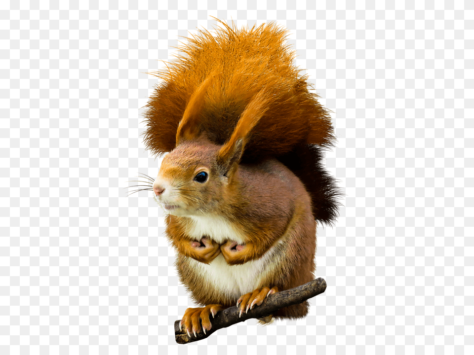 Animal Mammal, Rodent, Squirrel, Rat Free Png