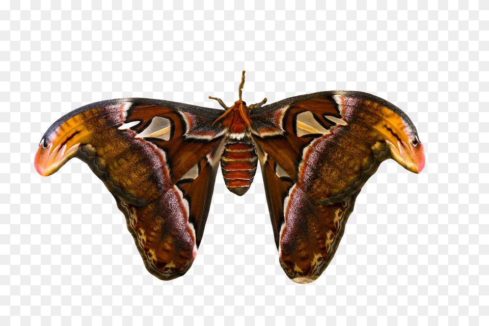 Animal Butterfly, Insect, Invertebrate, Moth Free Transparent Png