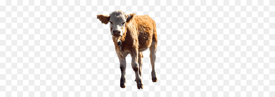Animal Calf, Cattle, Cow, Livestock Free Transparent Png