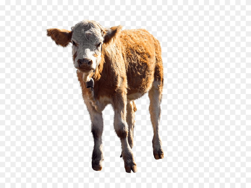 Animal Calf, Cattle, Cow, Livestock Free Png