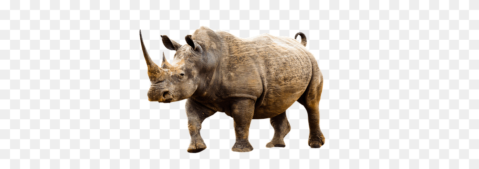 Animal Mammal, Rhino, Wildlife, Elephant Free Transparent Png