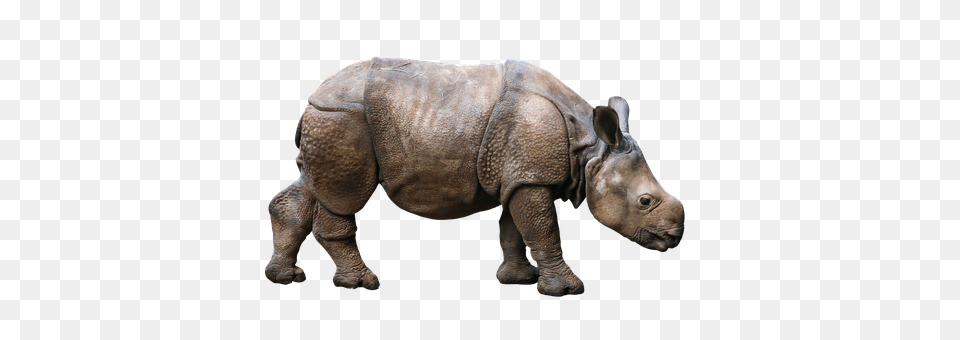 Animal Elephant, Mammal, Rhino, Wildlife Free Png