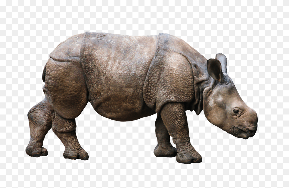Animal Elephant, Mammal, Wildlife, Rhino Free Png