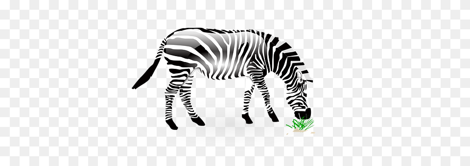 Animal Mammal, Wildlife, Zebra Free Png