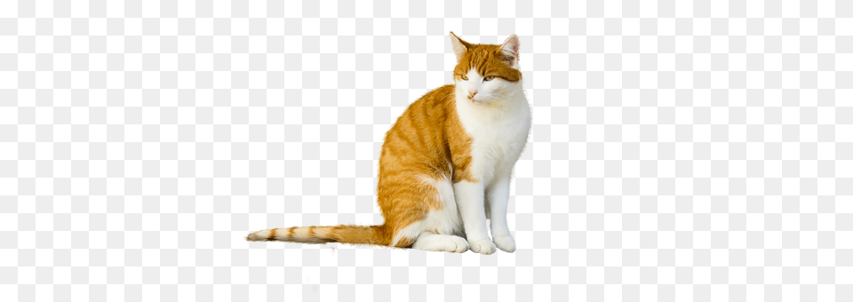 Animal Cat, Mammal, Manx, Pet Free Transparent Png