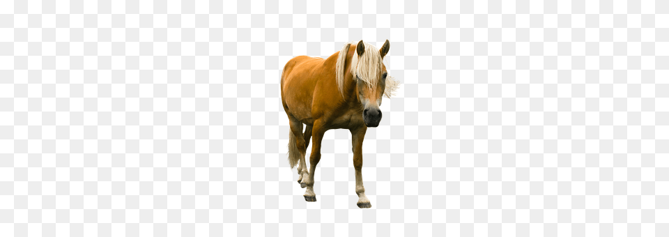 Animal Horse, Mammal, Stallion, Colt Horse Png Image