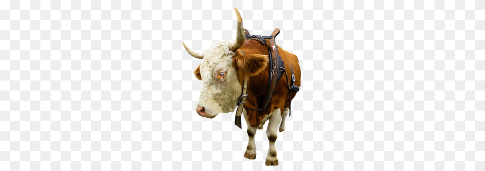 Animal Bull, Cattle, Livestock, Mammal Free Png