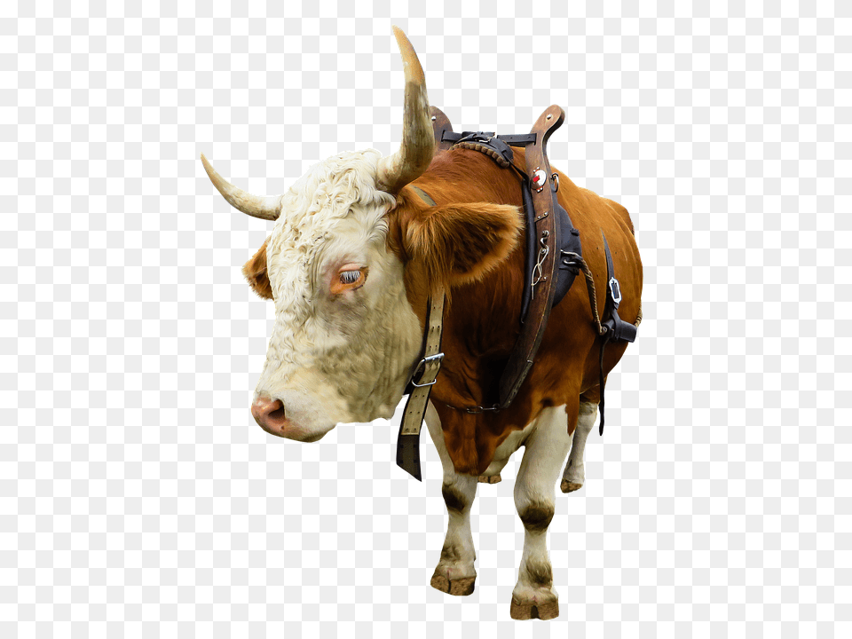 Animal Bull, Mammal, Cattle, Cow Png Image