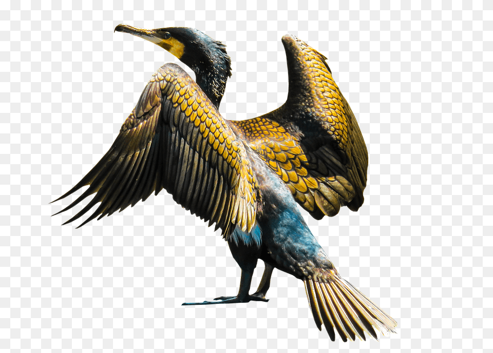 Animal Bird, Cormorant, Waterfowl Free Png