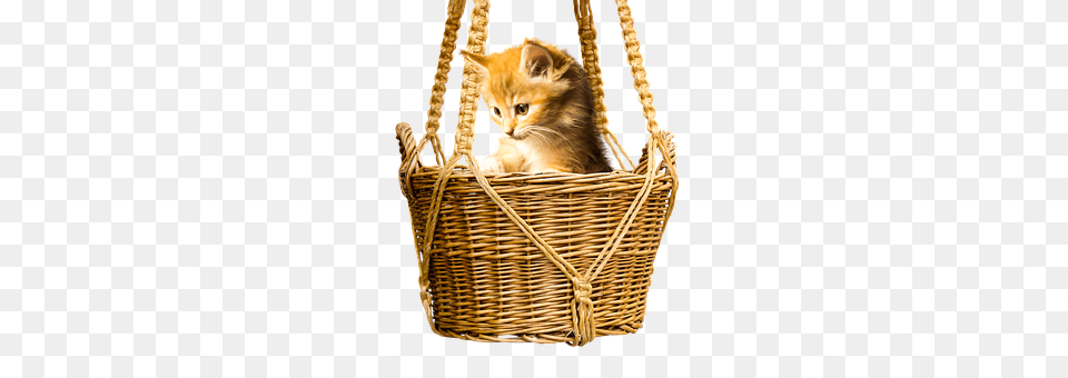 Animal Basket, Cat, Mammal, Pet Png