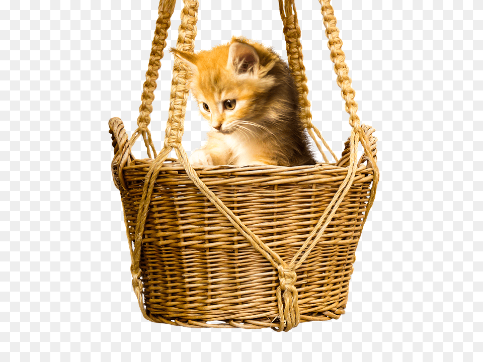 Animal Basket, Cat, Mammal, Pet Free Png Download