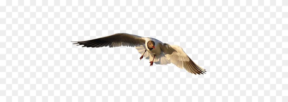 Animal Bird, Flying, Seagull, Waterfowl Png