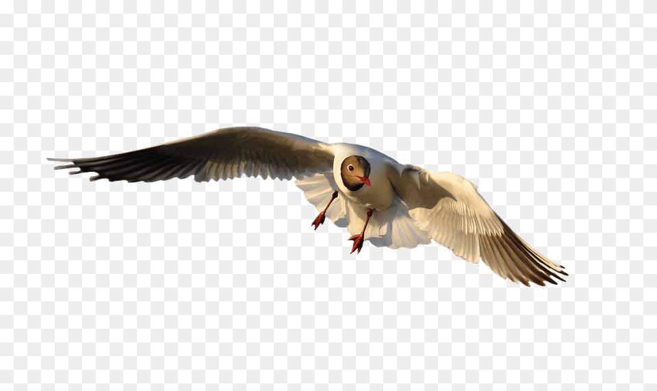 Animal Bird, Flying, Seagull, Waterfowl Png Image