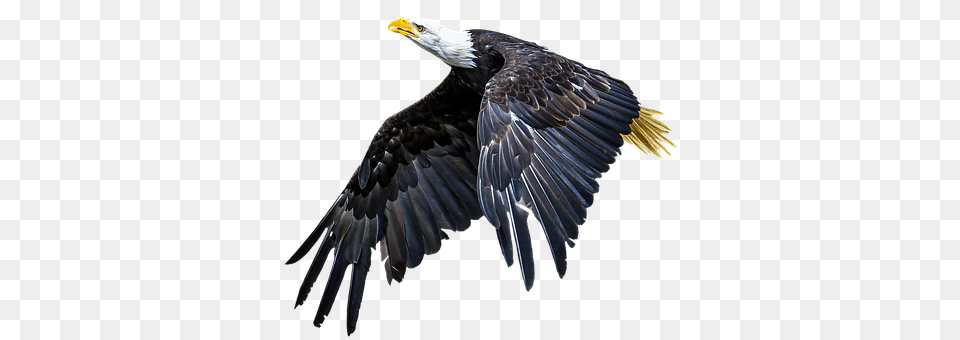 Animal Bird, Eagle, Bald Eagle Free Png Download