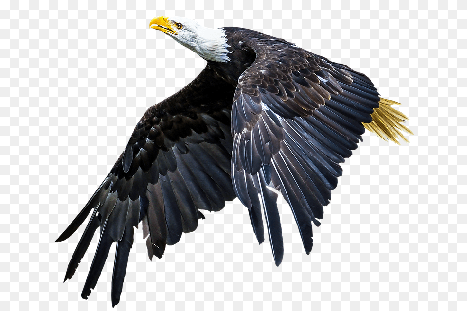 Animal Bird, Eagle, Bald Eagle Free Png