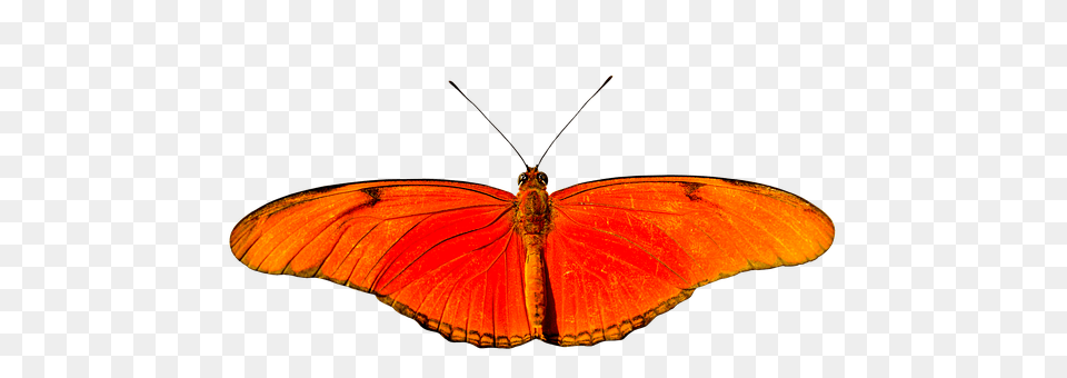 Animal Insect, Invertebrate, Butterfly Free Transparent Png