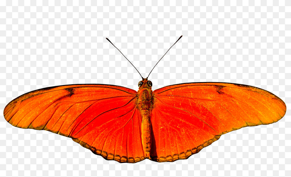 Animal Butterfly, Insect, Invertebrate Free Transparent Png