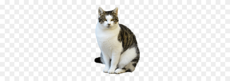 Animal Cat, Mammal, Manx, Pet Free Png Download