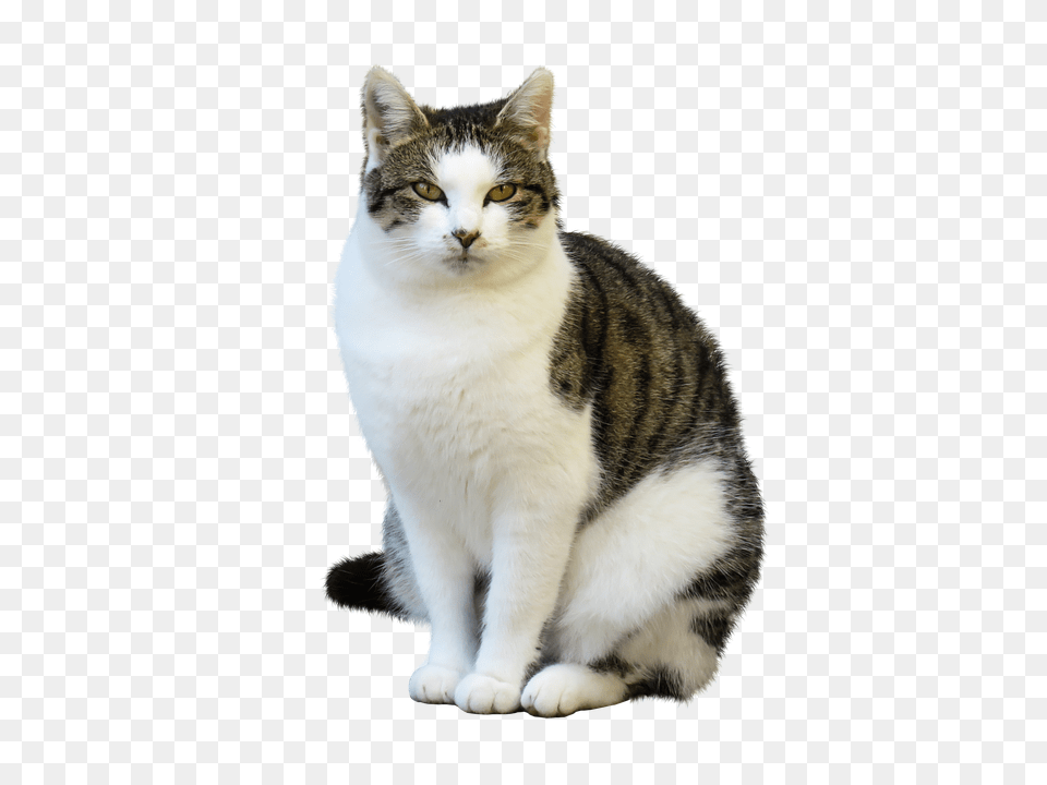 Animal Cat, Mammal, Manx, Pet Free Transparent Png