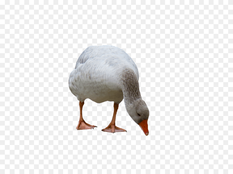 Animal Bird, Goose, Waterfowl Free Png