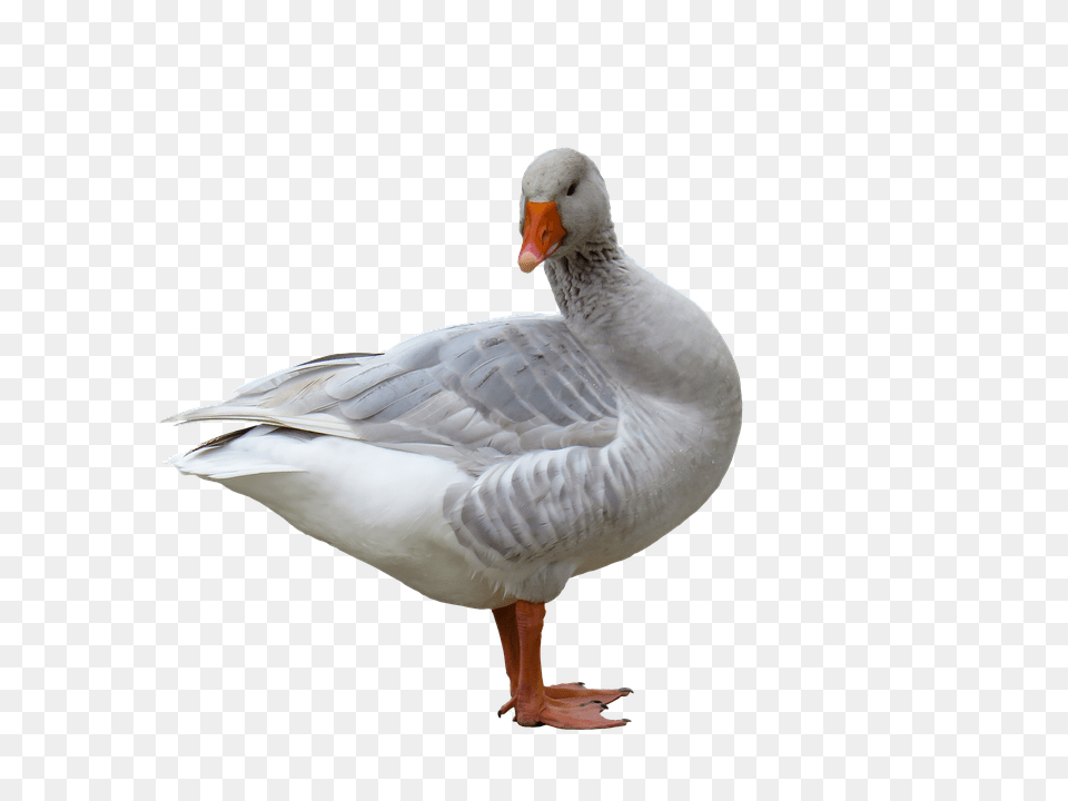 Animal Bird, Goose, Waterfowl Png