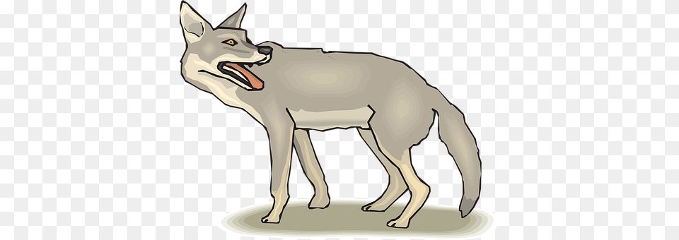 Animal Coyote, Mammal, Wolf, Canine Png Image