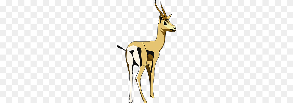 Animal Antelope, Wildlife, Gazelle, Mammal Png