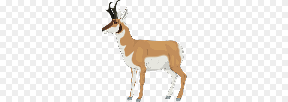 Animal Antelope, Gazelle, Mammal, Wildlife Png