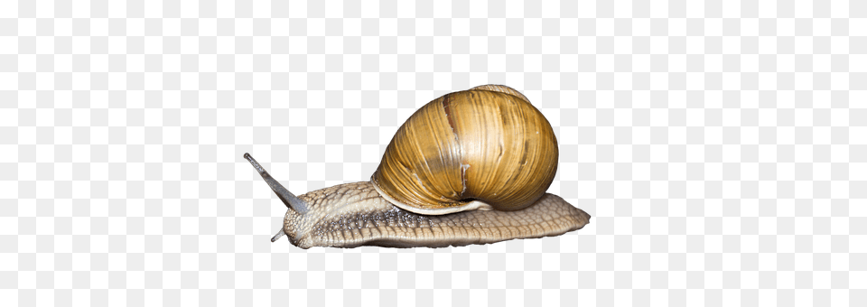 Animal Insect, Invertebrate, Snail Png