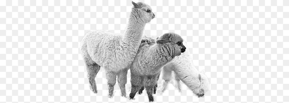 Animal Alpaca, Livestock, Mammal, Sheep, Llama Free Png