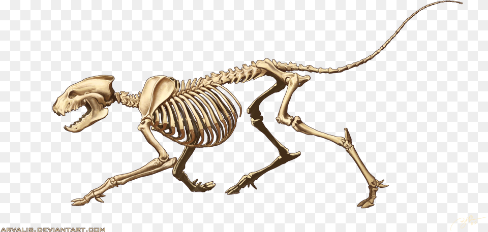 Animal Anatomy Art Reference Skeleton, Dinosaur, Reptile, Blade, Dagger Free Transparent Png