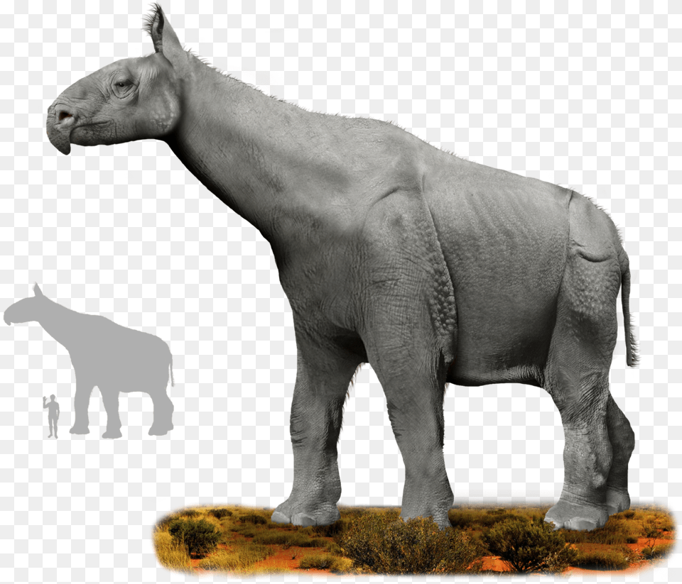 Animal Ancestors, Mammal, Bear, Wildlife, Elephant Png