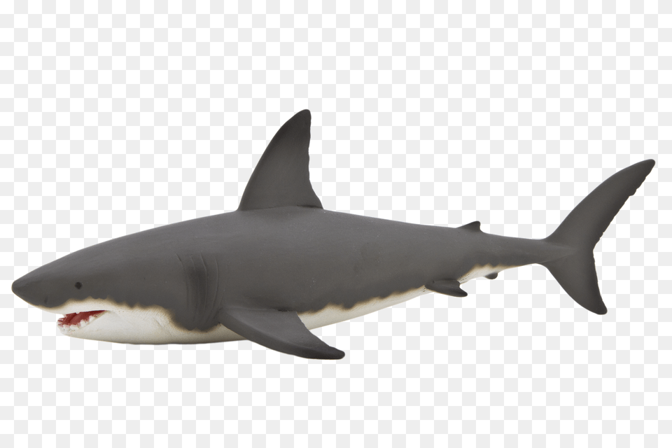 Animal Animals, Fish, Sea Life, Shark, Great White Shark Png Image