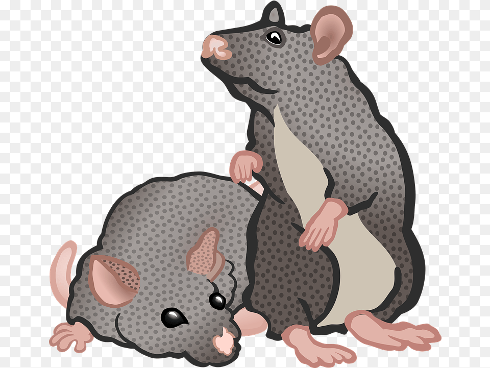 Animal Animals Education Transparent Rat Mouse Clipart, Mammal, Baby, Person, Face Free Png