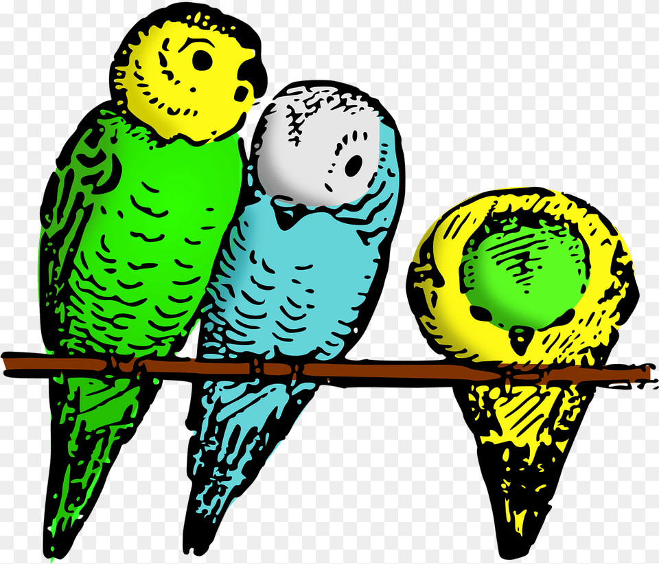 Animal Bird Budgie John 1 5 Bible Lesson Children Activity, Parakeet, Parrot, Person, Face Png