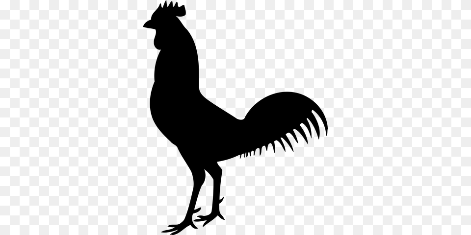 Animal Bird Chicken Cock Hen Silhouettes For Projects, Gray Png