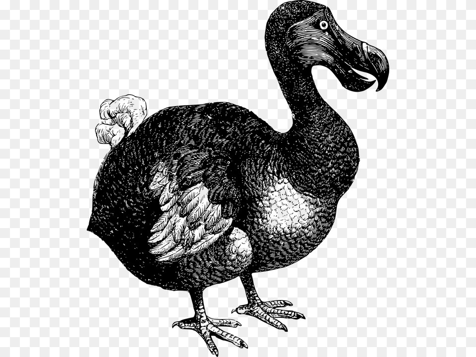 Animal Bird Dodo Extinct Flightless Mauritius Dodo Clipart, Gray Free Transparent Png