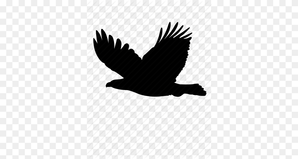 Animal Bird Eagle Falcon Fly Hawk Icon, Blackbird, Flying, Silhouette, Cormorant Free Png