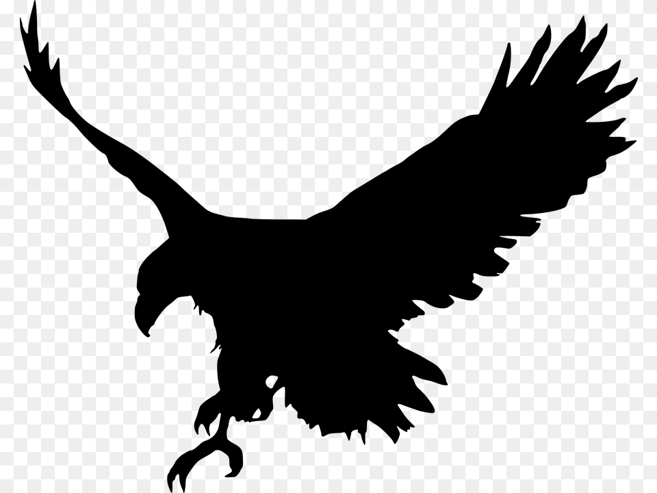 Animal Bird Eagle Favorites Silhouette Eagle In Photo Editing, Gray Free Png Download