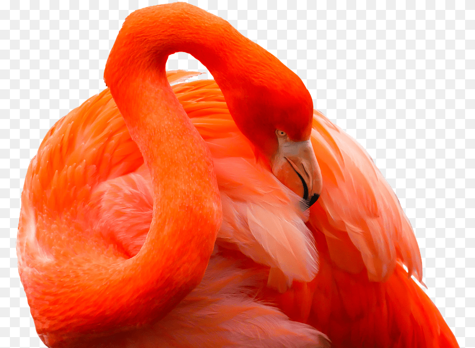 Animal Bird Flamingo Feather Red Bill Exotic Animales Exoticos, Beak Png