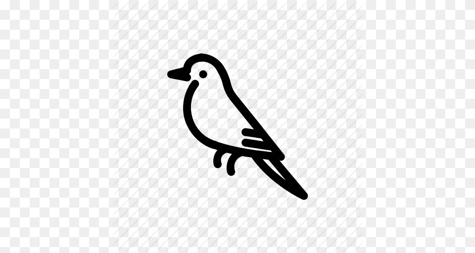 Animal Bird Mockingbird Icon Png Image