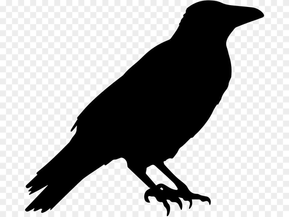 Animal Bird Raven Crow Image Edgar Allan Poe Symbol, Gray Free Transparent Png