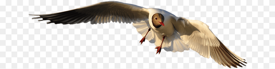 Animal Bird Seagull Fly Isolated Wing Freedom, Beak, Flying, Waterfowl Free Png