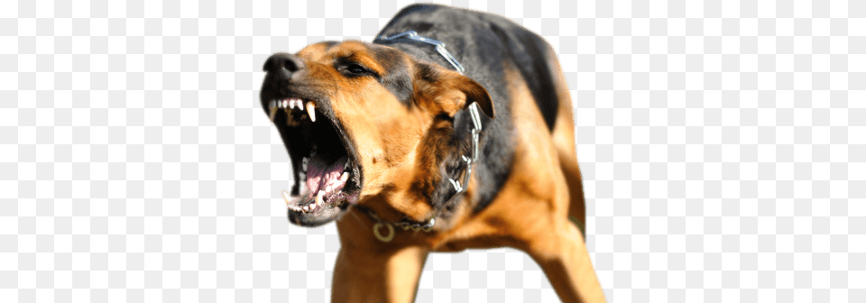 Animal Bites D Un Chien Agressif, Canine, Dog, Mammal, Pet Free Transparent Png