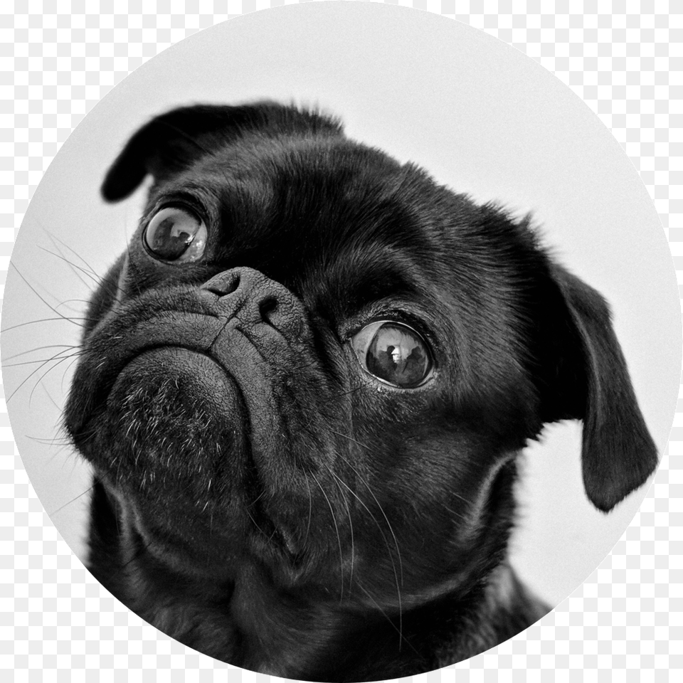 Animal Black White Dog Pug, Photography, Canine, Mammal, Pet Png