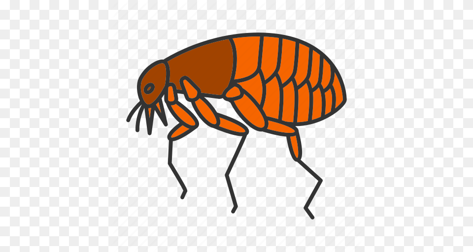 Animal Bloodsucker Bug Flea Insect Parasite Pest Icon, Invertebrate Free Png Download
